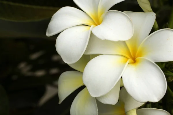 Beyaz plumeria çiçekler
