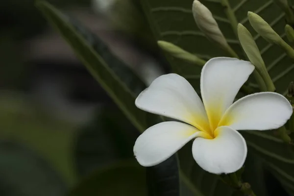 Beyaz plumeria çiçek