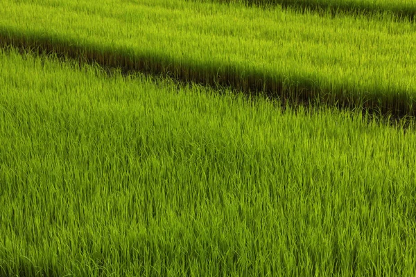 Yeşil pirinç tarlası