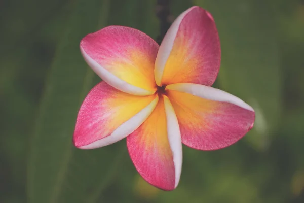 Roze plumeria bloemen — Stockfoto