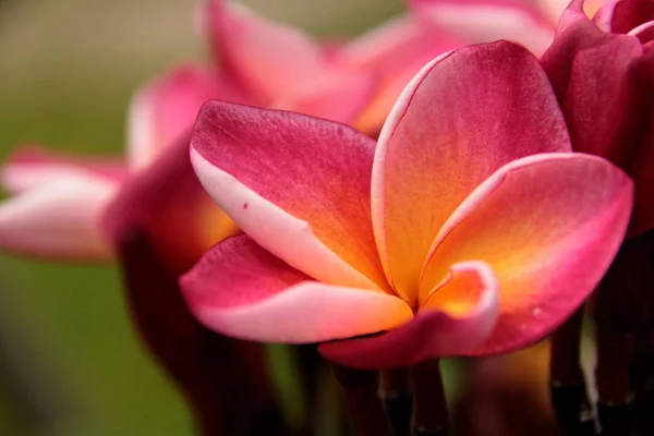 Plumeria rosa Flores — Fotografia de Stock