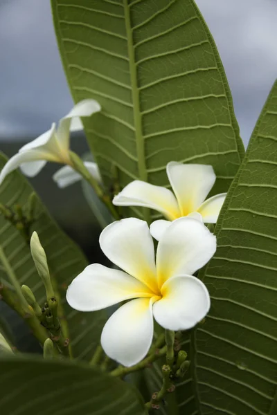 Beyaz frangipani çiçekler
