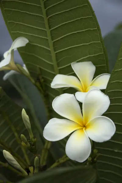 Beyaz plumeria çiçekler