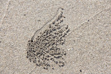 batterfly kumlu desen