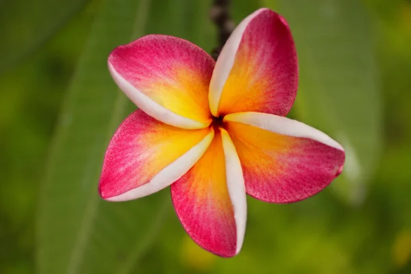 Yeşillik arka plan üzerinde bir plumeria çiçeği — Stok fotoğraf