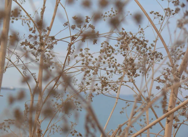 soyut çiçek arkaplanı