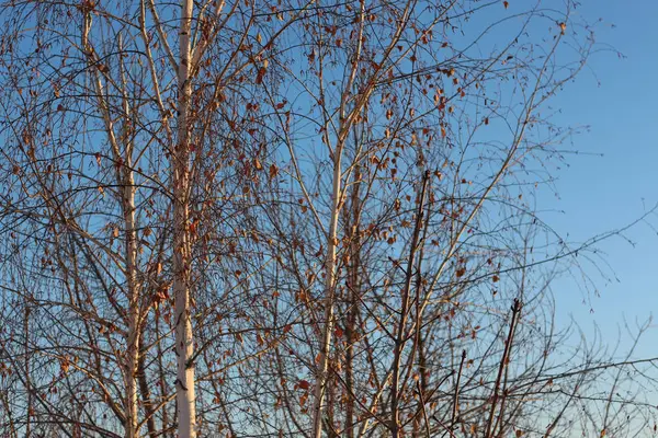 Huş ağacı dalları üzerinde mavi gökyüzü