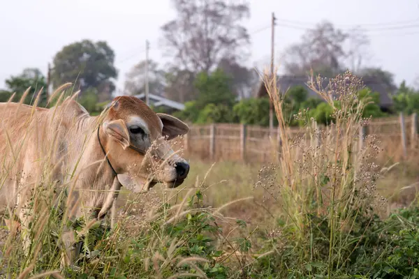 zencefil inek başkanı köy arka planda yakın çekim