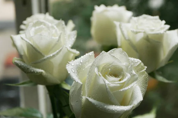 Beyaz gül yakın kadar seçici odak