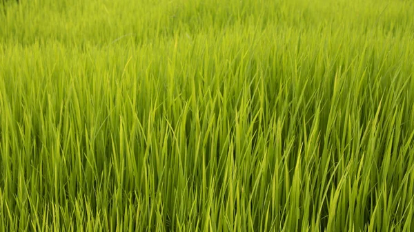 Молодий зелений рисовий поле — стокове фото