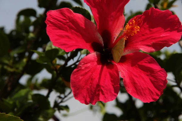 merkezinde kelebek ile pembe ebegümeci çiçek