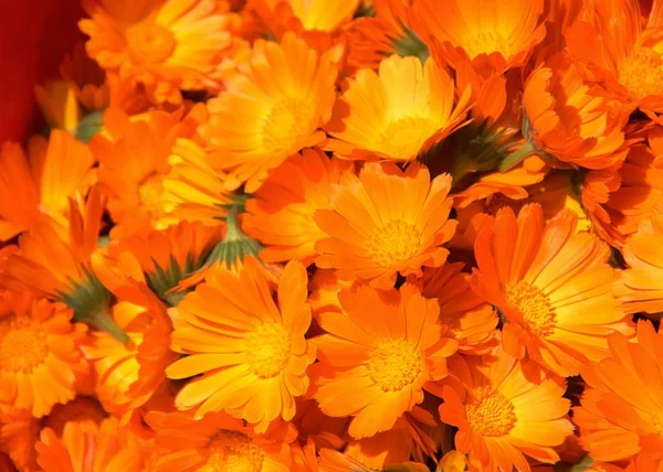 Calendula çiçekler kadar turuncu arka kapatmak