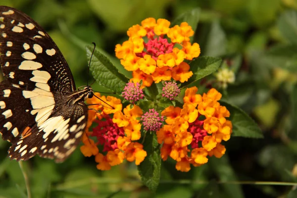 küçük bir canlı sarı çiçek üzerinde kelebek