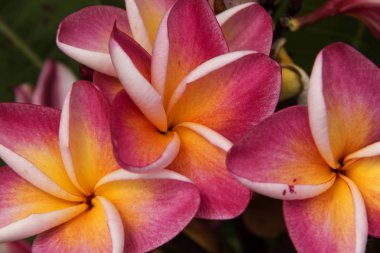 Frangipani çiçek yakın çekim