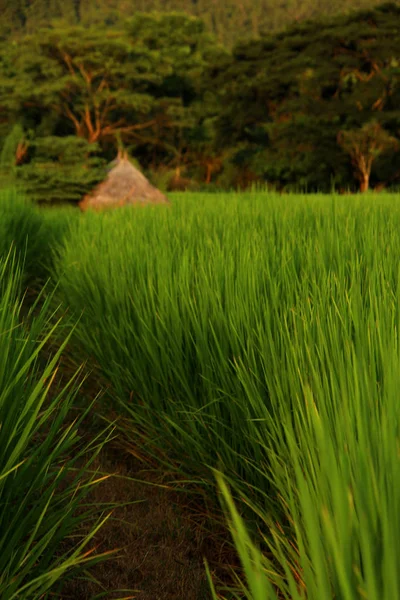 Молоде зелене рисове поле крупним планом — стокове фото