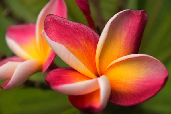 iki frangipani çiçekler kadar seçici odak kapatın 