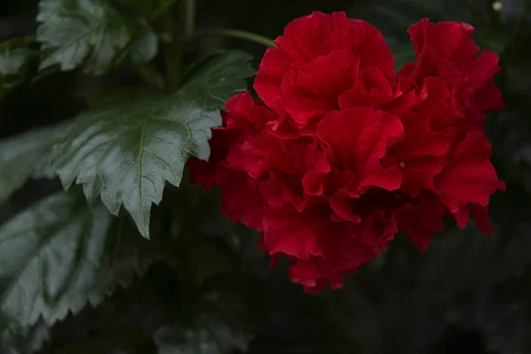 koyu yeşil arka planda kırmızı çiçek 