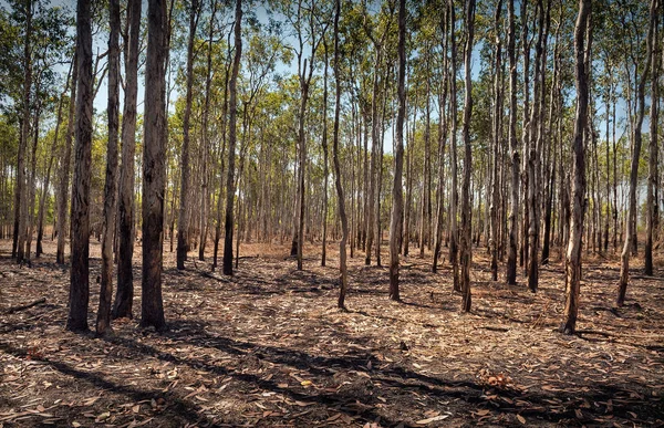 Forest of straight trees with fallen leaves.  Northern Territory