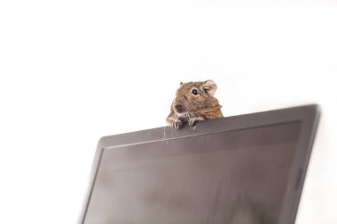Office fareler üstünde okul sırası