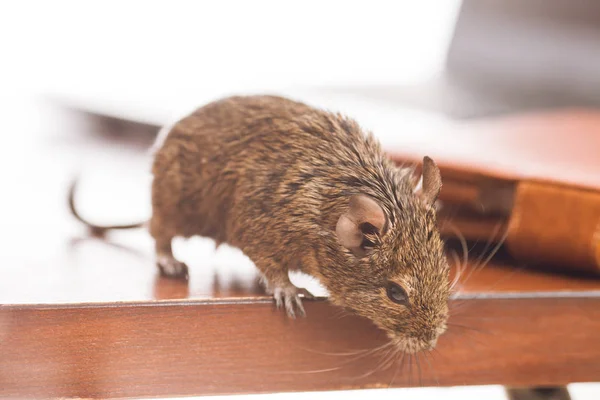 Rats de bureau sur le bureau — Photo