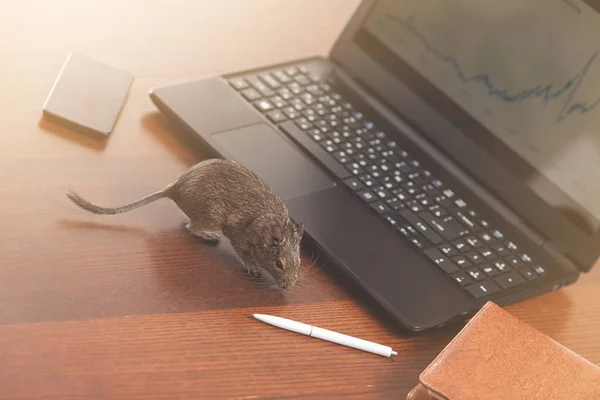 Rats de bureau sur le bureau — Photo