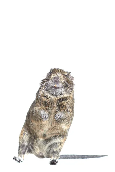 Rongeur Degu Isolé Sur Fond Blanc Plan Studio Gros Plan — Photo