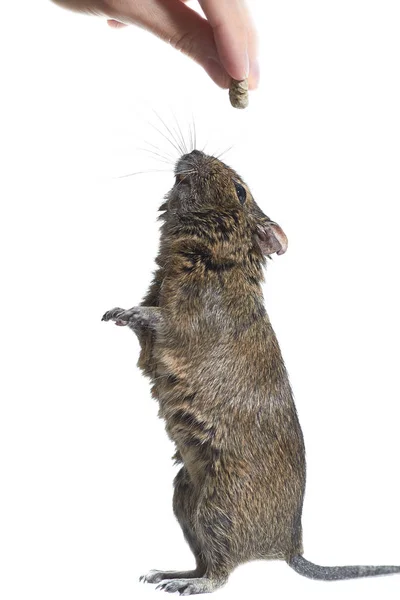 Kemirgen Degu Beyaz Arka Planda Izole Edildi Stüdyo Fotoğrafı Yakın — Stok fotoğraf