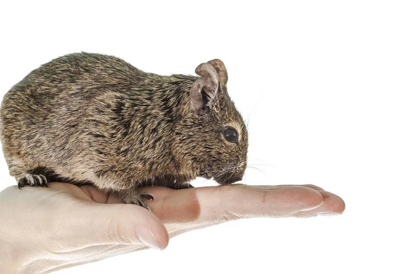 Rongeur Degu Isolé Sur Fond Blanc Plan Studio Gros Plan — Photo