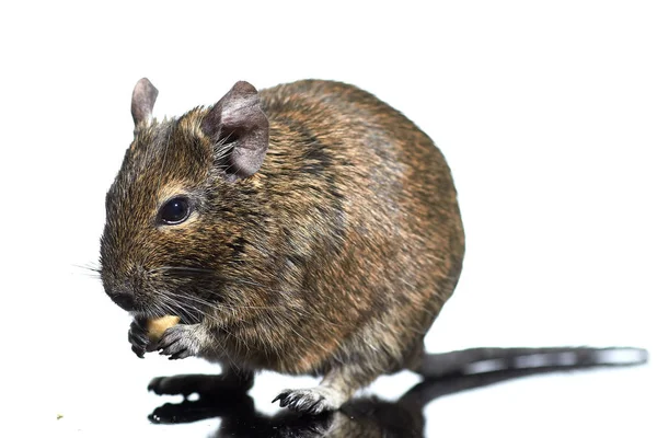 Gnagare Degu Isolerad Vit Bakgrund Studio Skjuten Närbild — Stockfoto