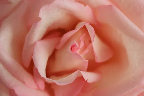 Biglietto d'invito al matrimonio, sfondo floreale astratto, fiore di rosa. Macro fiori sfondo per il design del marchio vacanza — Foto Stock