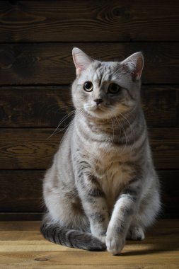 bir İskoç kedi portresi