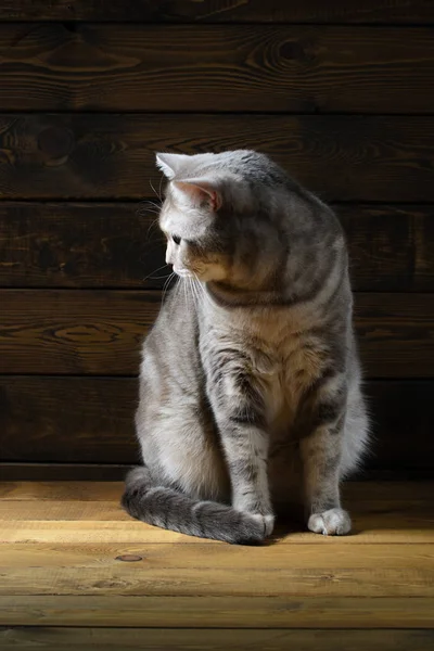 Portret kot szkocki — Zdjęcie stockowe