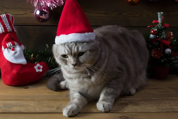 El gato en la gorra de Año Nuevo y los juguetes de árbol de piel — Foto de Stock