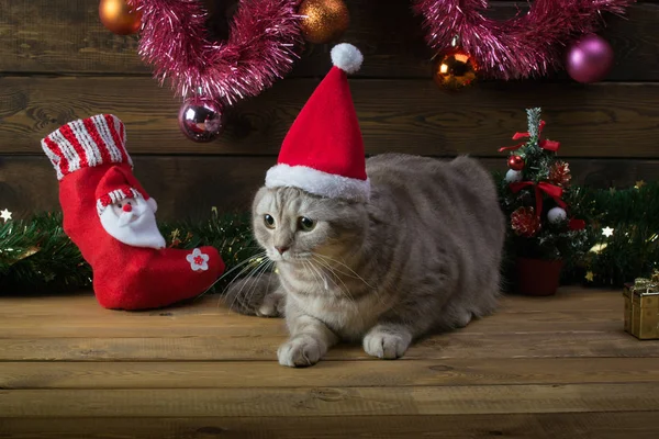 새 해의 모자와 모피 트리 장난감 고양이 — 스톡 사진