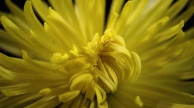 Güzel kasımpatı, yakın plan.