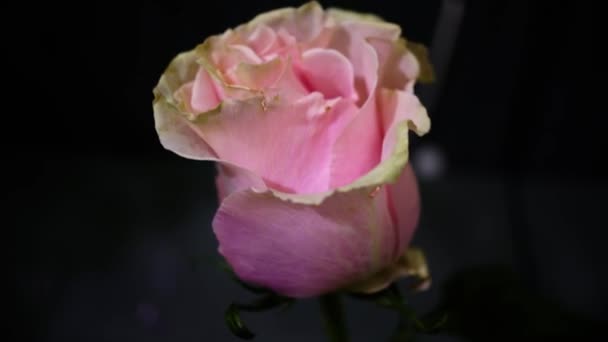 Roze bloemen close-up — Stockvideo