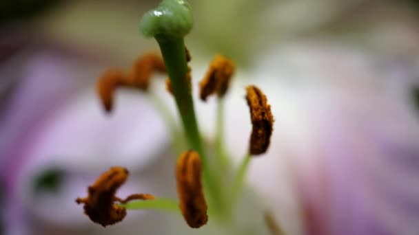 Όμορφα κρίνου close-up — Αρχείο Βίντεο