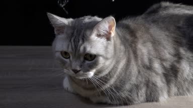 İskoç kedi Closeup. 4 k Ultra Hd