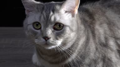 İskoç kedi Closeup. 4 k Ultra Hd