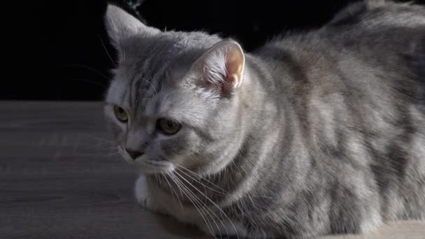 Шотландский кот крупным планом. 4k Ultra HD — стоковое видео