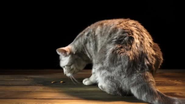 Schottische Katze Nahaufnahme. 4k ultra hd — Stockvideo