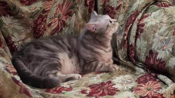 Schottische Katze. auf der Couch. 4k — Stockvideo