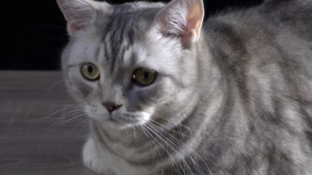 スコティッシュ猫のクローズ アップ — ストック動画
