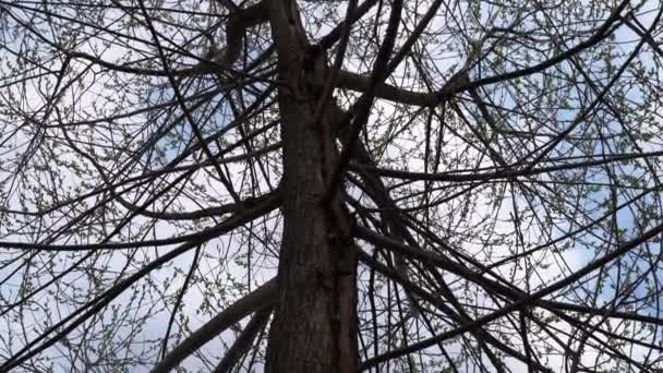 Lake Het Stadspark Het Vroege Voorjaar — Stockvideo