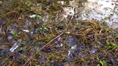 Bahar ormanı güneşli bir günde