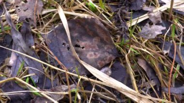 Bahar ormanı güneşli bir günde