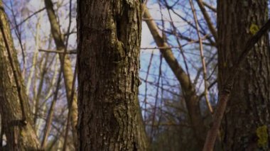 Bahar ormanı güneşli bir günde