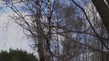 Bahar ormanı güneşli bir günde