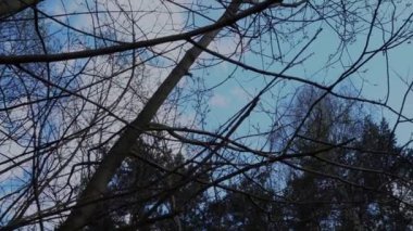 Bahar ormanı güneşli bir günde