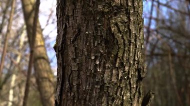 Bahar ormanı güneşli bir günde